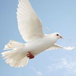 dove 2 2