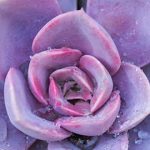 flower 1 1