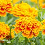 flower 2 1