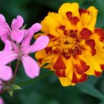 flower 3 1