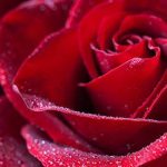 flower 4