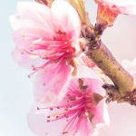 flower 5 1