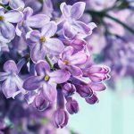 flower 6 1
