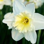flower 7