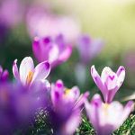 flower 8