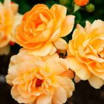 flower 9 2