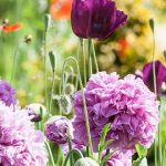 flower 0