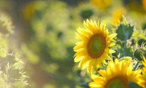 Obituaries - Heritage Funeral Complex