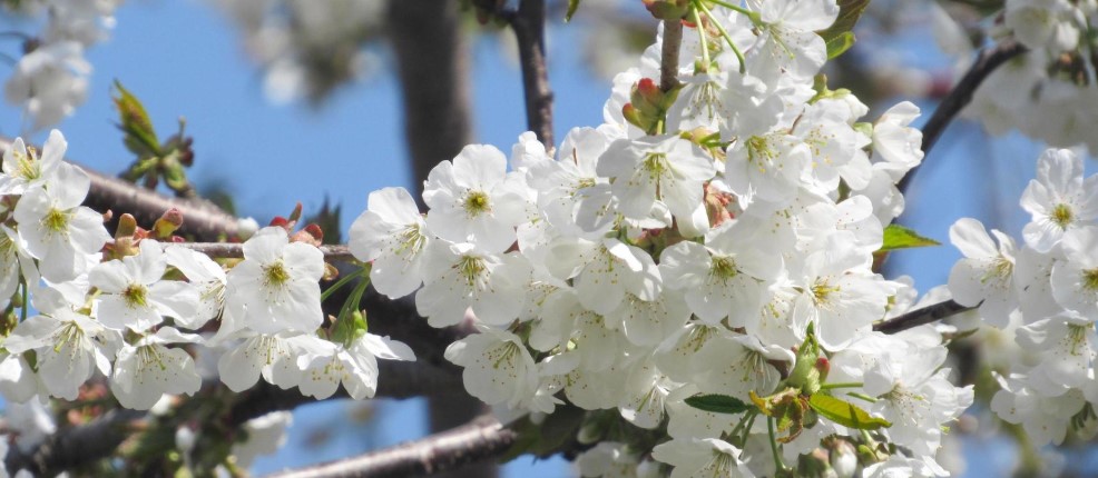 fleurs blanche
