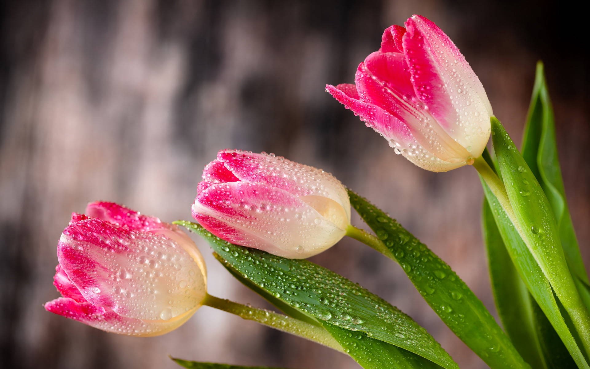 wet-pink-tulip-beautiful-flower-enxv2x5t08m6coan