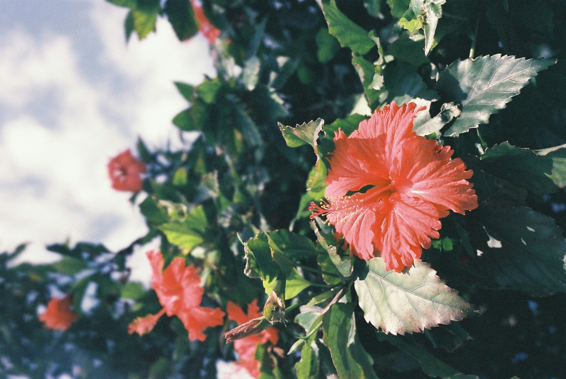 carol-hu-5DLvpkwOpAs-unsplash