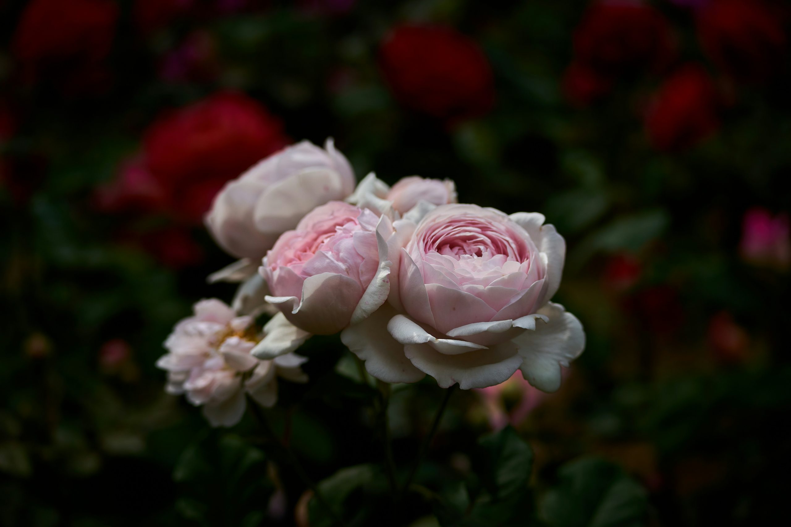 evan-jeung-dK3HRaJEax8-unsplash